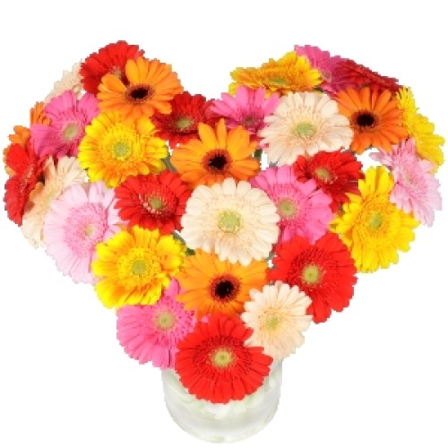 Big heart bouquet (Large Heart bouquet of approximately 30 mixed gerberas)